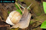 helix pomatia   roman snail  