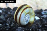 marisa cornuarietis   giant ramshorn snail  