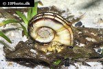 marisa rotula   colombian ramshorn snail  