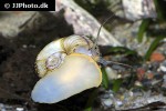 marisa rotula   colombian ramshorn snail  
