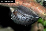 neripteron tahitensis   batman snail  