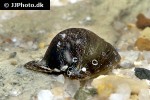 neripteron tahitensis   batman snail  