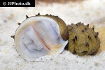 neritina juttingae   fruit snail  
