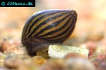 neritina natalensis   zebra snail  