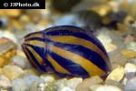 neritina natalensis   zebra snail  