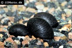 neritina pulligera knorii   dusky nerite snail  