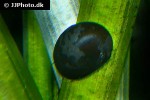neritina pulligera knorii   dusky nerite snail  