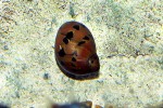 neritina semiconica   red onion snail  