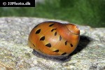 neritina semiconica   red onion snail  