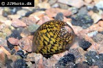neritina turrita   tiretrack zebra snail  