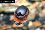 neritina violacea   marbled snail