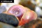 planorbarius corneus   great ram s horn snail  