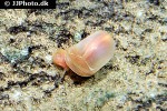 planorbarius corneus   great ram s horn snail  