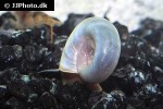 planorbella species   blue ram s horn snail  