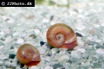 planorbella species   red ram s horn snail  