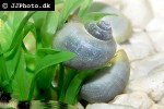 pomacea bridgesii   blue mystery apple snail  