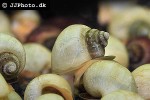 pomacea bridgesii   white mystery apple snail  
