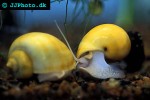 pomacea bridgesii   yellow mystery apple snail  