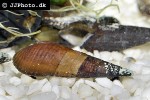 stenomelania torulosa   longnose snail  