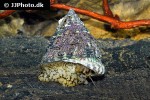 tectus fenestratus   pyramid snail  
