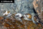tritia reticulata   netted dog whelk  