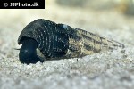 tylomelania species   black poso rabbit snail  