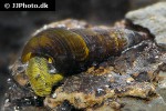 tylomelania species   yellow poso rabbit snail  