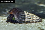 tylomelania towutensis   golden spotted rabbit snail  