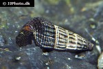 tylomelania towutensis   golden spotted rabbit snail  