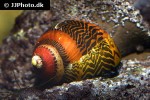 vittina waigiensis   red racer nerite snail  