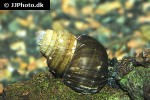 viviparus species   india common river snail  