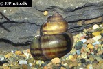 viviparus viviparus   common river snail  