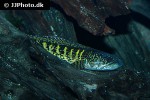 channa aurantimaculata