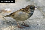 passer domesticus   house sparrow  