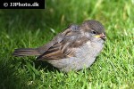 passer domesticus   house sparrow  