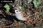passer montanus   eurasian tree sparrow  