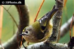 regulus regulus   goldcrest warbler  