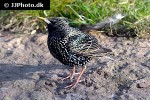 sturnus vulgaris   common starling  