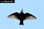 sturnus vulgaris   common starling  