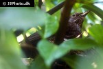 turdus merula   common blackbird  