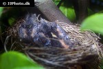 turdus merula   common blackbird  