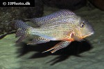 geophagus altifrons
