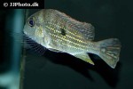 geophagus cf altifrons
