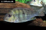 geophagus species colombia