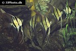 pterophyllum altum