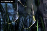 pterophyllum altum
