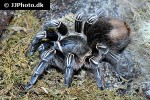 aphonopelma seemanni   costa rican striped knee tarantula  