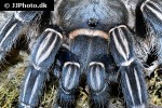 aphonopelma seemanni   costa rican striped knee tarantula  