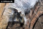 avicularia braunshauseni   goliath pinktoe tarantula  