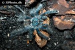 avicularia metallica   metallic pinktoe tarantula  